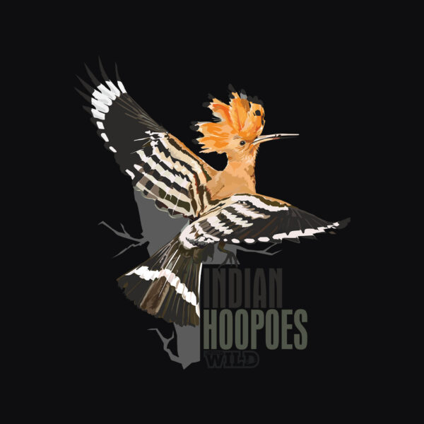 Jungle I Indian Hoppoe